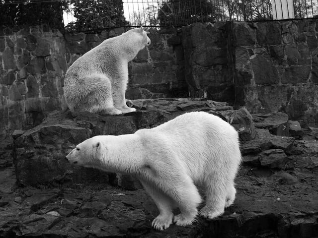Polar bears Queenie and Jim at Edinburgh Zoo in May 1959.