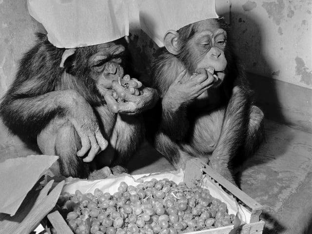 Chimps Benjie and Lisa enjoy a Christmas fruit feast at Edinburgh Zoo in December 1965.
