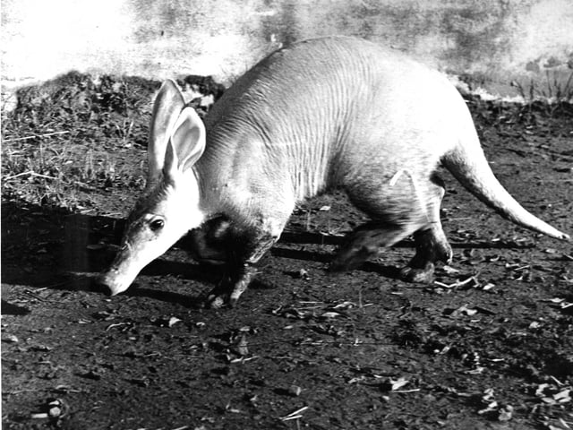 An African ant-eater, named Willie Winkie, arrived at Edinburgh Zoo in September 1960.