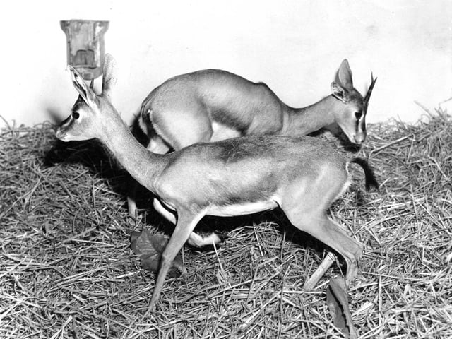 Two Thompson gazelles from Malaya gifted to  the zoo by Captain Seaton Murray in September 1960.
