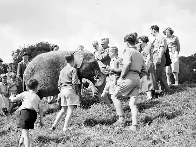 Dumbo the baby elephant comes out for a stroll in August 1958.