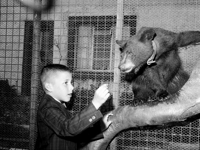 Yogi the bear, who was gifted to Edinburgh Zoo by James McLennan from Iowa in July 1964.