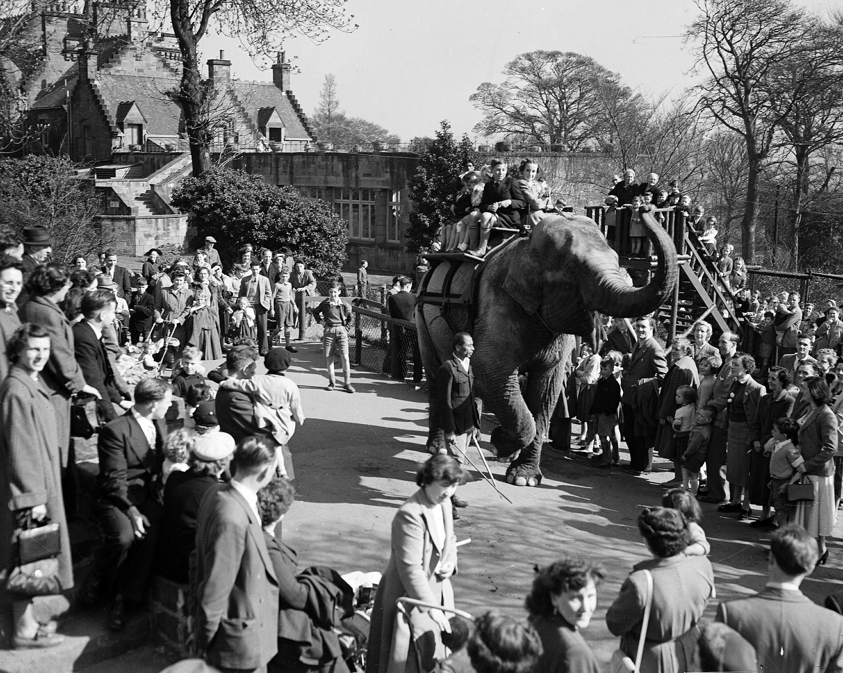Sally the elephant gives children rides at Edinburgh Zoo during the spring break in 1955.
