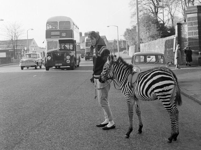 Edinburgh zoo keeper Grace Forrest walking Tot the zebra in November 1964.