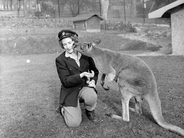 Animal Attendant Helen Tait at Edinburgh Zoo with a kangaroo in November 1964.