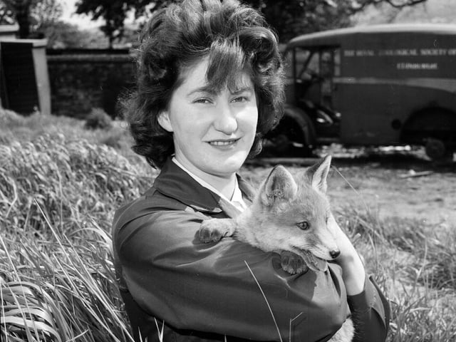 Keeper Jean Dickson with an 8-week-old fox cub at Edinburgh Zoo in 1964.