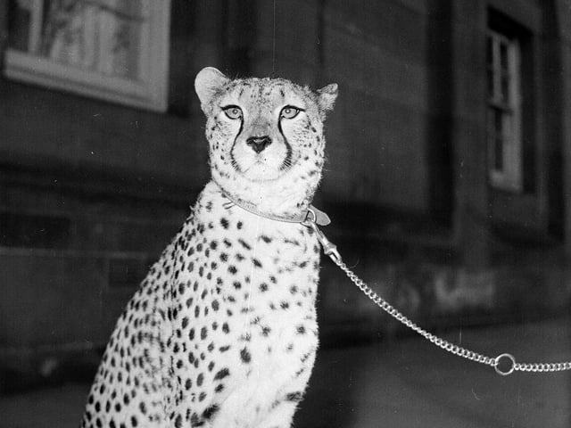 Scrap the cheetah at Edinburgh Zoo in April 1964.