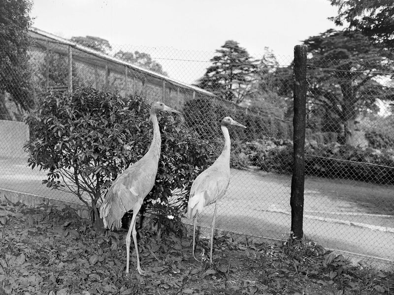 Sarus Cranes were two new additions to Edinburgh Zoo in 1960.