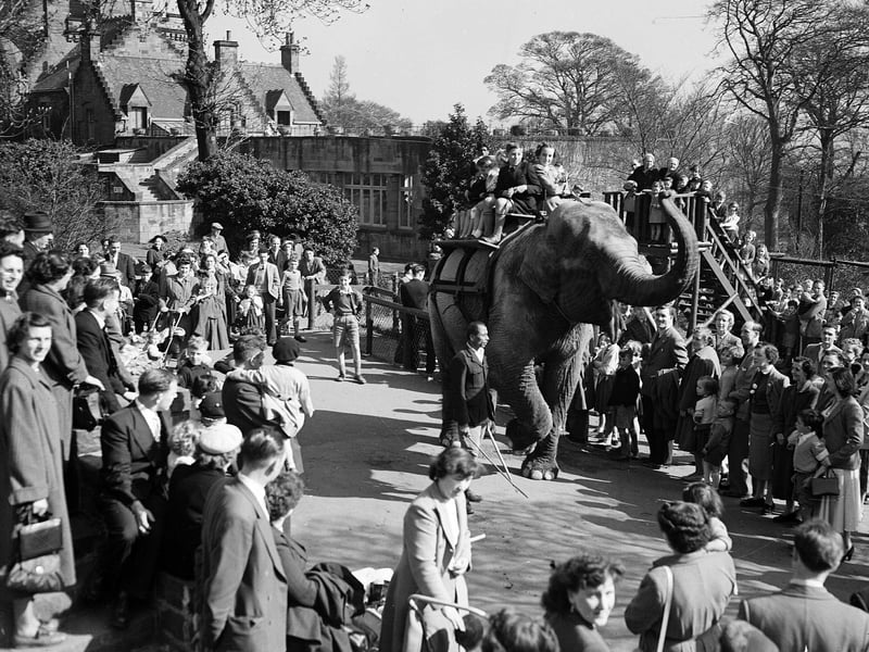 Sally the elephant gives children rides at Edinburgh Zoo during the spring holidays in 1955.