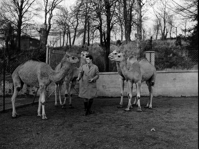 Dromedary camels receive snacks from keeper Ronald Ware at Edinburgh Zoo in February 1962.