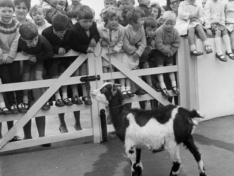 Clermiston Toddlers' Play Centre meet the goats at the Children's Farm in Edinburgh Zoo in June 1965.