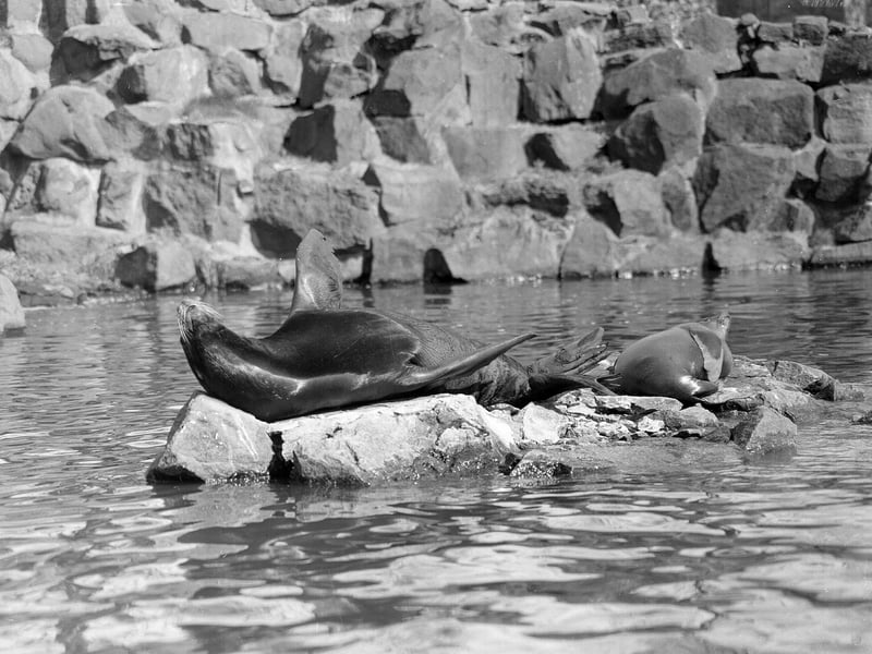 A sea lion basking in the sun on a rock in the pool Edinburgh Zoo in April 1960.