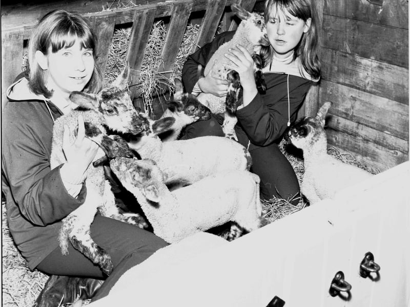 Elizabeth Burgoyne and Joan Wilson with new lambs at Edinburgh Zoo in April 1966.