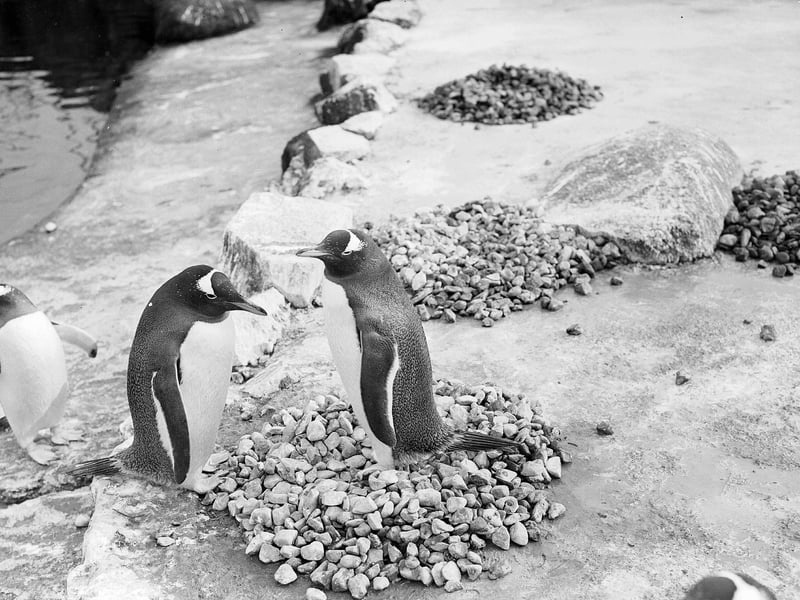 A penguin nesting on a pile of rocks at Edinburgh Zoo in 1960.