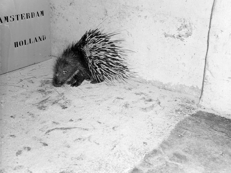 One of two porcupines from Borneo presented to Edinburgh Zoo in 1960.