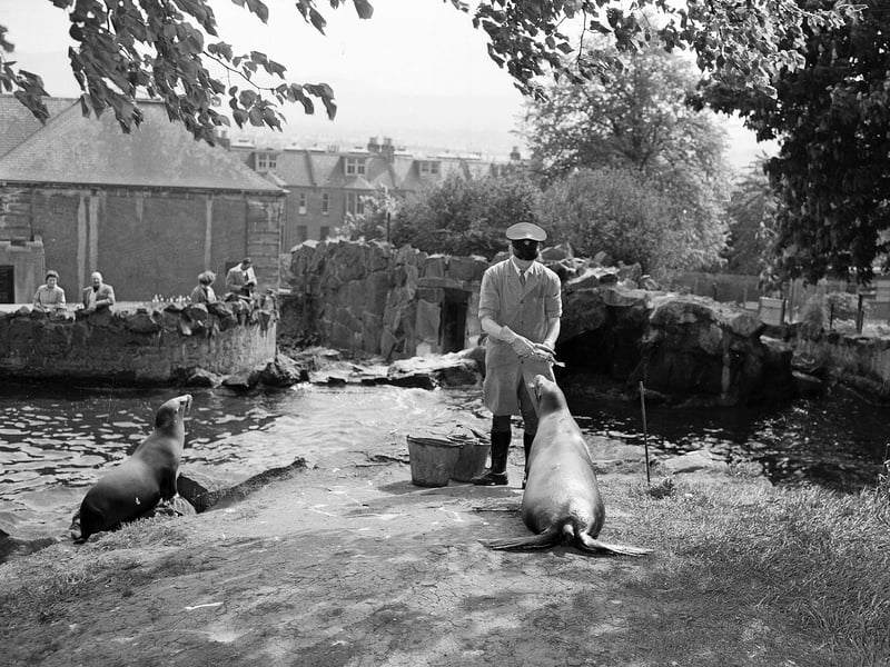 Sea lions being fed in June 1960.