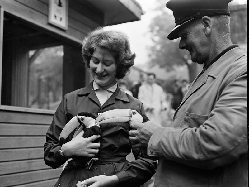 The Guinness company presented two toucans (at that time the bird was part of their advertising campaign) to Edinburgh Zoo in 1963.