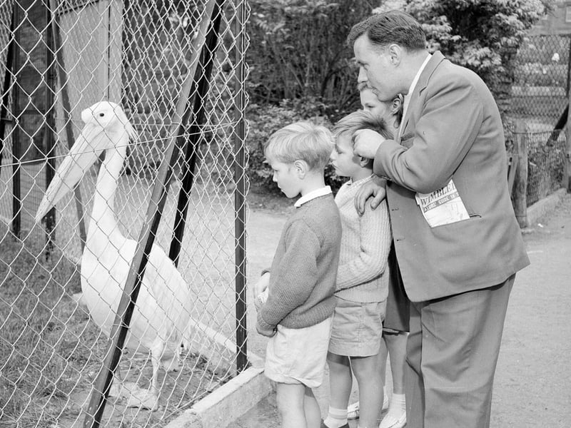 Two boys get close up to a pelican at Edinburgh Zoo in July 1962.