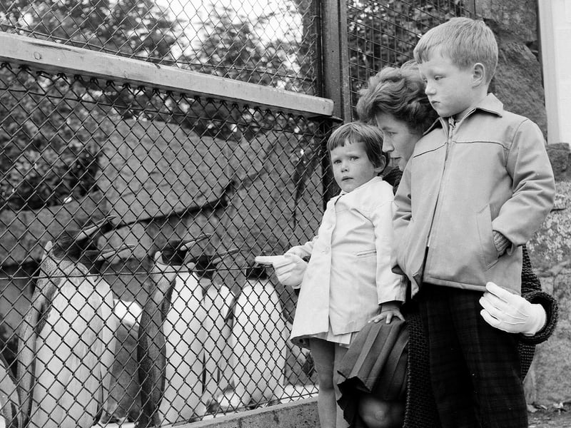 Richard Hanson and Carol Wood watch penguins at Edinburgh Zoo in 1963.