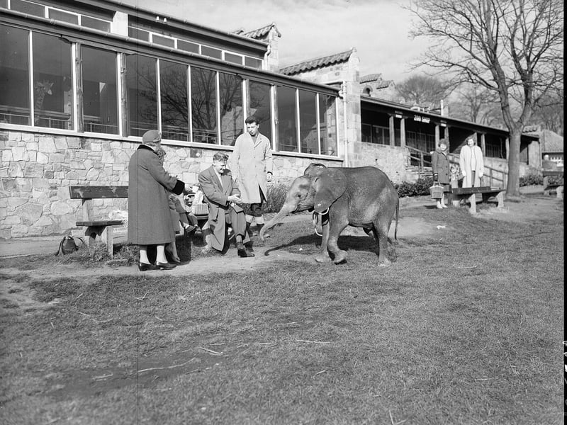 A young African elephant called Helena lumbers over to see what there is in the picnic basket while being exercised at Edinburgh Zoo in March 1962.