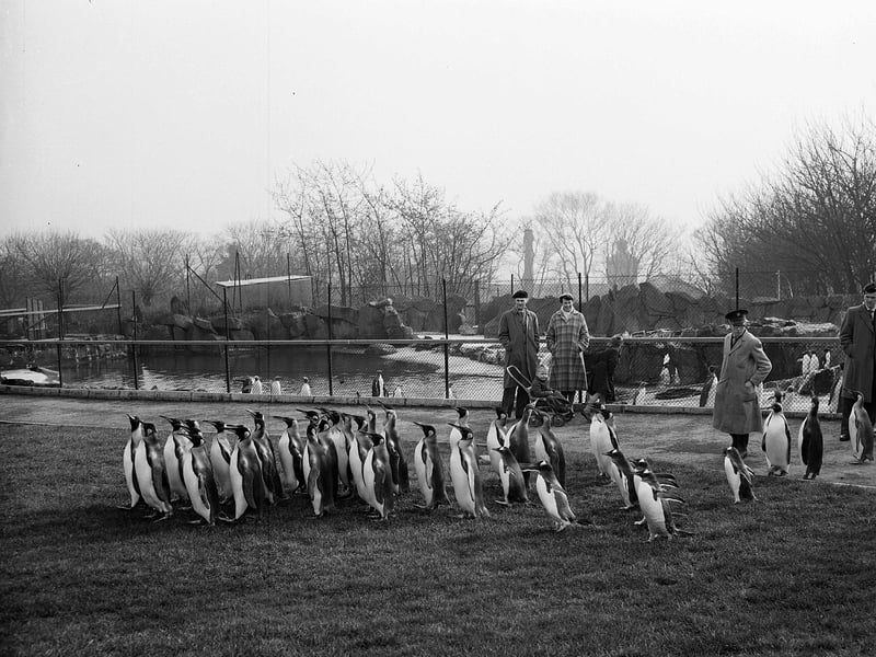 Penguins out for their first walk Edinburgh Zoo in March 1960.
