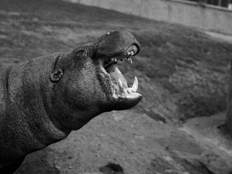 A hippopotamus shows its teeth at Edinburgh Zoo in 1963.