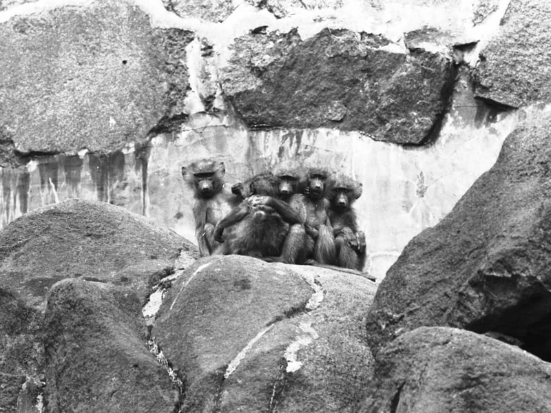 New Anubis baboons arrive at Edinburgh Zoo in May 1966.