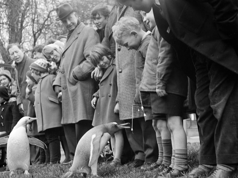 Children enjoying the penguin parade at Edinburgh Zoo in 1964.