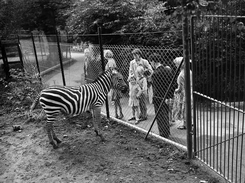 A family looking at one of the zebras in Edinburgh Zoo in March 1960.