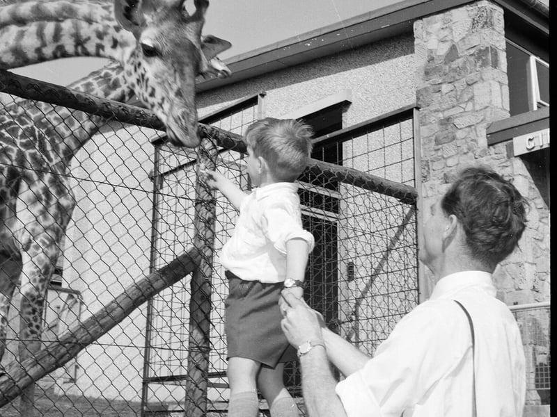 A little boy is held up to feed one of the giraffes at Edinburgh Zoo in April 1963.