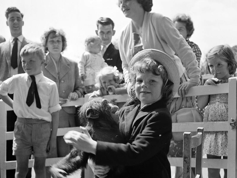 A little girl with a chimp at Edinburgh Zoo in November 1963.