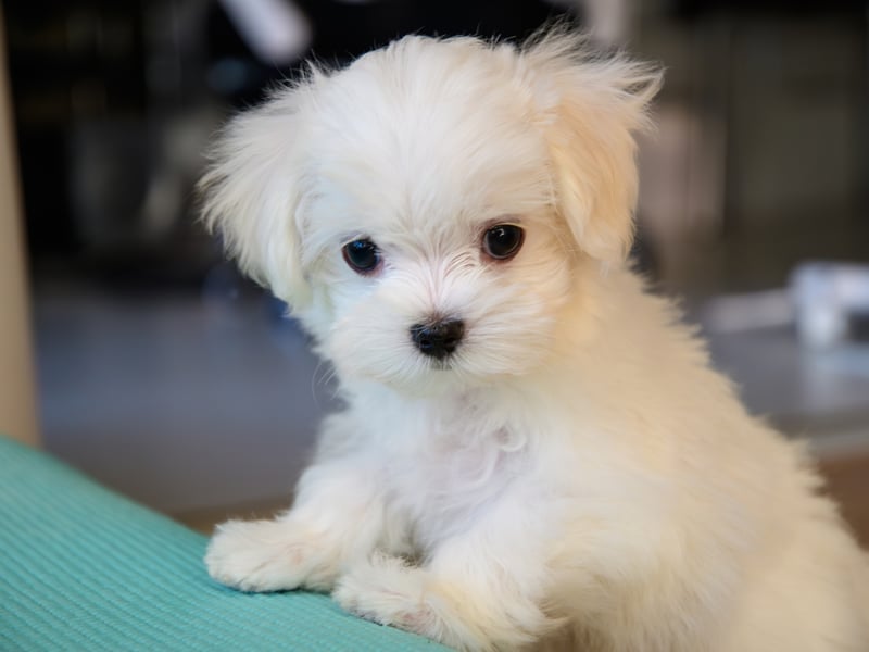 The happy-go-lucky Maltese is a breed that tends to live for 12-16 years.