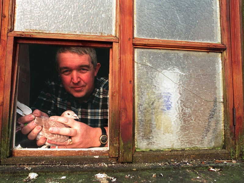David Higgins with one of his best pigeons at his loft in Rawdon in April 1996.