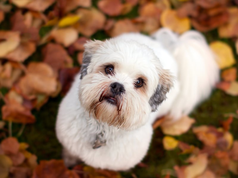 Originally hailing from Tibet, the Lhasa Apso tends to live for around 14 years, but they are another breed that have been known to reach the double decade.