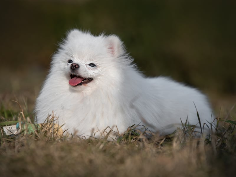 Fluffy Pomeranians, named after a region on the border of Poland and Germany, tend to live for between 12 and 16 years.