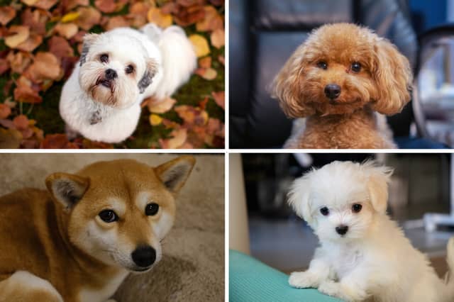 Four of the longest-living breeds of dog.