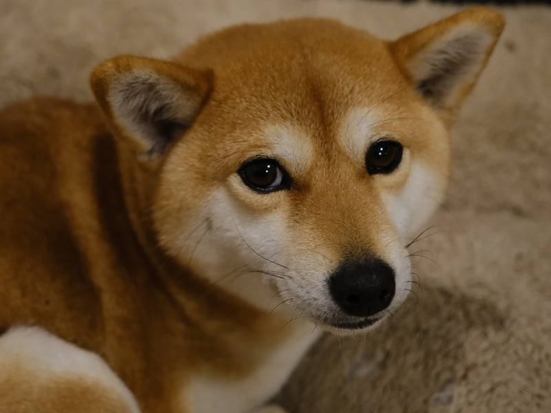Revered in their native Japan for their incredible loyalty, the Shiba Inu tends to live for between 13-16 years.