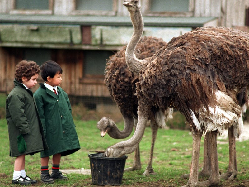 Feeding Time. Ashdown Lodge School pupils Alastair Cheung and Rachael Gaguine pupils enjoyed a close up view of ostriches when they visited Greenside Farm in March 1997.