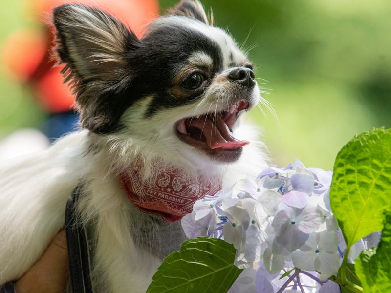 Perhaps surprisingly, small dogs tend to live longer than large dogs - a point proven by the Chihuahua. The tiny breed lives for an average of an impressive 15-20 years.