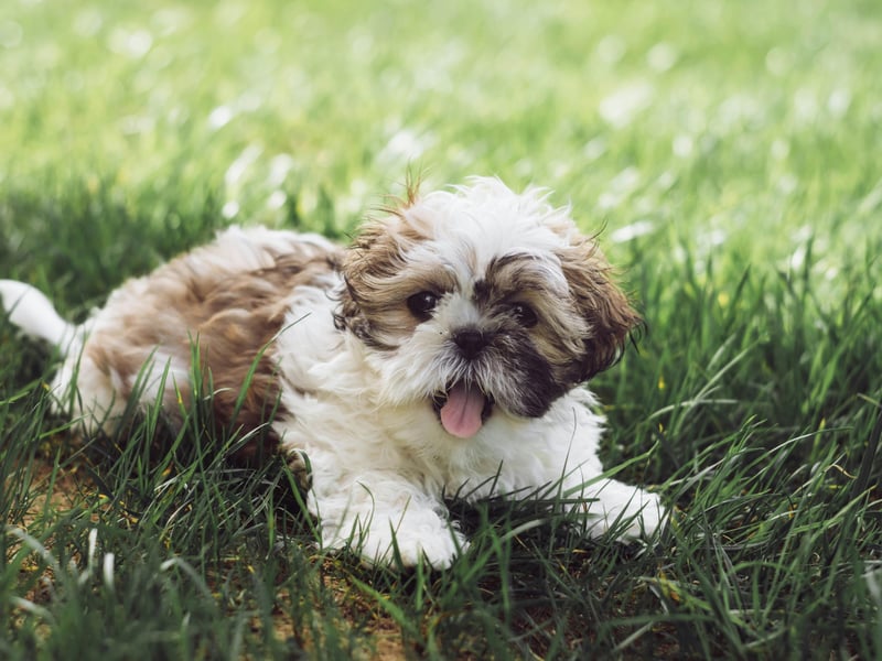 Cute and playful Shih Tzu dogs can live for up to 18 years, but average closer to 13.