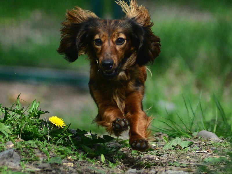 Both the smooth haired and long haired varieties of Dachshund live for between 12-17 years - with one record-breaker called Chanel reaching the age of 21.