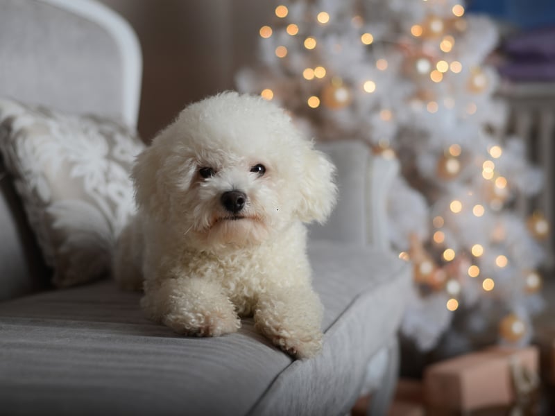 It's not unusual for the cloud-like Bichon Frise to live for 14 years.