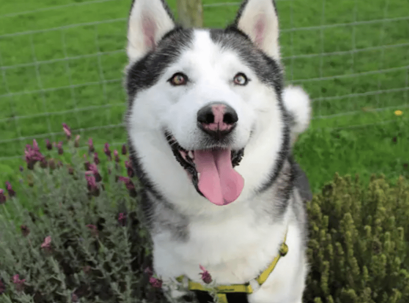 Loki is a sweet, sensitive boy who has had a difficult start in life. He is looking for an adult only home with no visiting children as he requires quite a lot of guidance and time. He will need to be the only pet in the home but can have dog walking friends to build up his social skills. He will need a lot of exercise and mental stimulation and is very strong on the lead. He is an excitable, playful boy when he knows you.