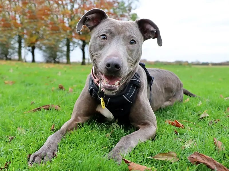 Narla is a very bubbly two-year-old Lurcher, who was found as a stray. She is a very fun and playful dog, and after a few meets will start to show you her true colours. Narla is still learning how to contain her excitement, often using her voice to show you just how giddy she is, but is doing well with her training.
Narla would be perfect for an active, adult only home where she can burn off her energy and practice her house training. She can be very friendly with other dogs, but would like to be the only pet in the home.