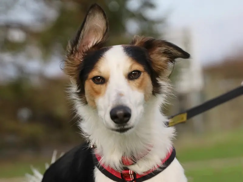 Meet Gary, the gorgeous one-year-old Saluki Collie Crossbreed. This friendly boy loves a good bum scratch, is friendly with other dogs and has a very snuggly nature. He can be a little bit nervous in new places but soon settles in with a little time and patience.
Gary loves other dogs and would happily live with another pooch in an adult only home. Gary is looking for owners who can hep him with his training as he settles in, but with consistency and by letting him take things at his own pace, he will blossom.
