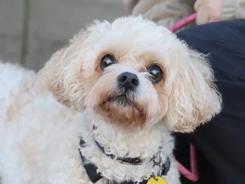 Charlie is a lovely little 10-year-old Bichon Frise, who is looking for her forever home. She is super affectionate and loves to snuggle on the sofa. Charlie is a friendly dog, who loves to
make friends with humans and dogs alike.
Charlie is almost completely blind, so is looking for calm and patient owners who can give her the peaceful adult only home she is desperate for. Whilst she can’t see, her nose works overtime, and she loves sniffing everything she comes across.
