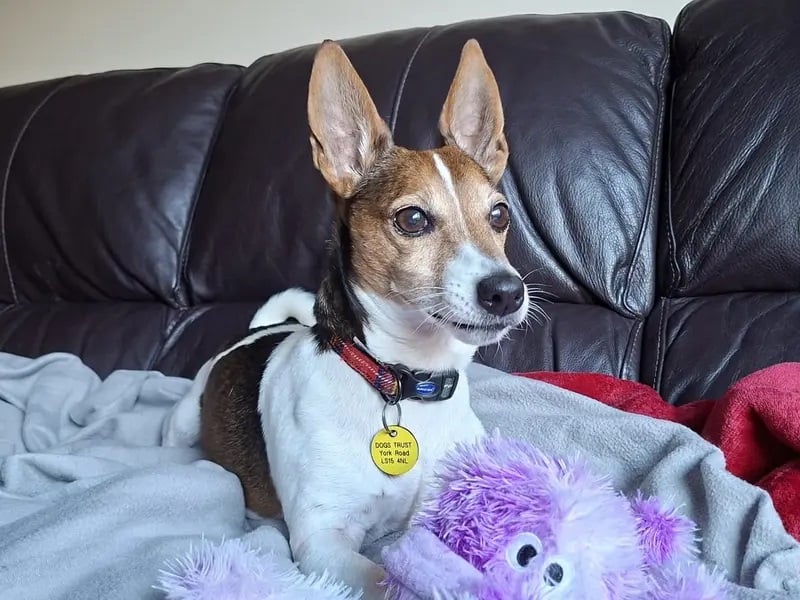 Old-Aged-Pooch Hugo is an 11-year-old Jack Russell who is looking for a calm new home where he can settle in at his own pace. This boy can be shy and worried by new people and places, so is hoping his new home will be understanding of this and show him the ropes at his own pace.
Hugo can get spooked easily, but would be happy to live with older children, although is looking to be the only dog in the home. Once settled, this pooch loves a snuggle, and loves to sit on your lap.