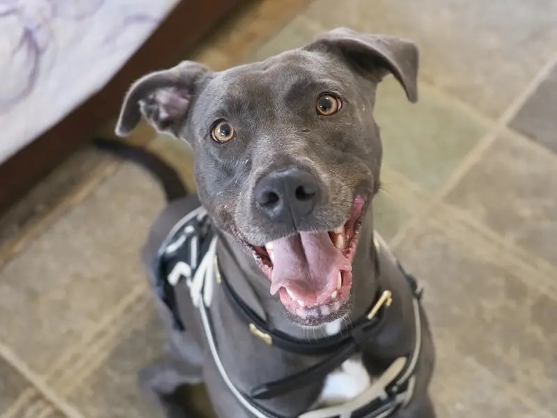 Oakley is a beautiful two-year-old Lurcher who is looking for her forever home. She is a very friendly pooch, who after a few meets, will treat you like you’ve been friends forever. This pooch loves her toys, is always keen to play and learn new things.
Oakley is looking for a home where she can settle in at her own pace, grow in confidence, and learn how to be a pooch in the home. She would be happy living with older children who are confident around big dogs but would like to be the only pooch in the home.