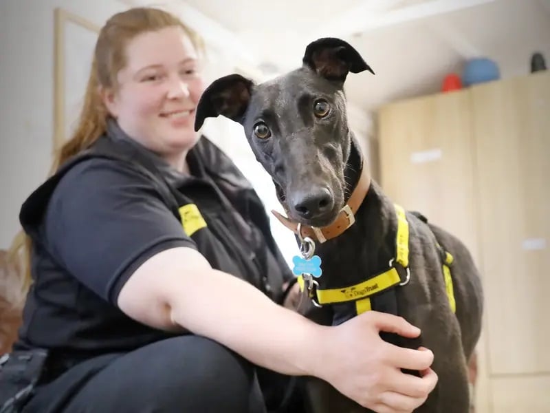 Simba is a very handsome three-year-old ex-racing Greyhound who is looking for his first and forever home. He is friendly and enjoys plenty of gentle fuss but likes to get to know you
a little more before he shows his true character. In true Greyhound style he spends most of his time lounging on his bed!
Simba will make a wonderful pet. He really enjoys his walkies and having a good sniff. As he prefers a quiet life he’ll need an adult only home, but he's quite dog social so could potentially share his home with a similar dog.
