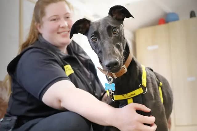 Simba is a very handsome three-year-old ex-racing Greyhound who is looking for his first and forever home. He is friendly and enjoys plenty of gentle fuss but likes to get to know you
a little more before he shows his true character. In true Greyhound style he spends most of his time lounging on his bed!
Simba will make a wonderful pet. He really enjoys his walkies and having a good sniff. As he prefers a quiet life he’ll need an adult only home, but he's quite dog social so could potentially share his home with a similar dog.